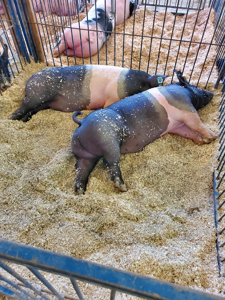 Pigs